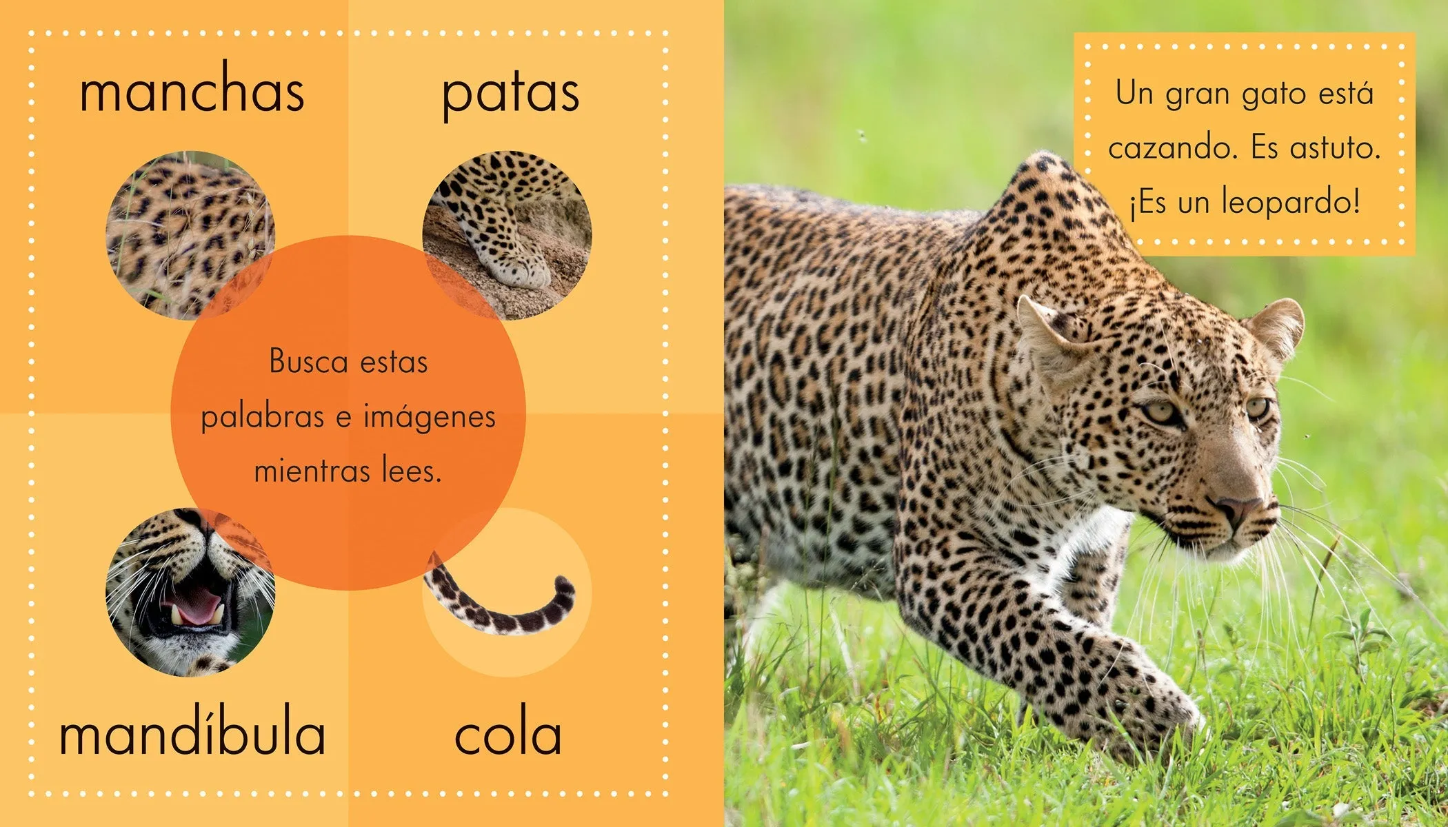 Los leopardos